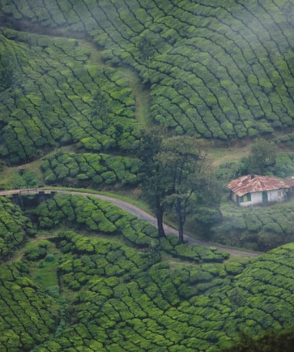 Evergreen Kerala