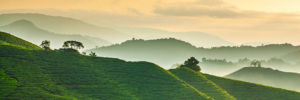 Cameron highlands, malaysia 