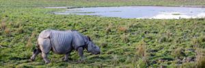 kaziranga national park, assam